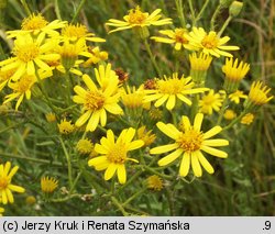 Senecio erucifolius (starzec srebrzysty)