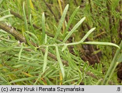 Senecio erucifolius (starzec srebrzysty)