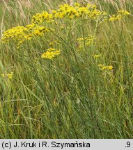 Senecio erucifolius (starzec srebrzysty)