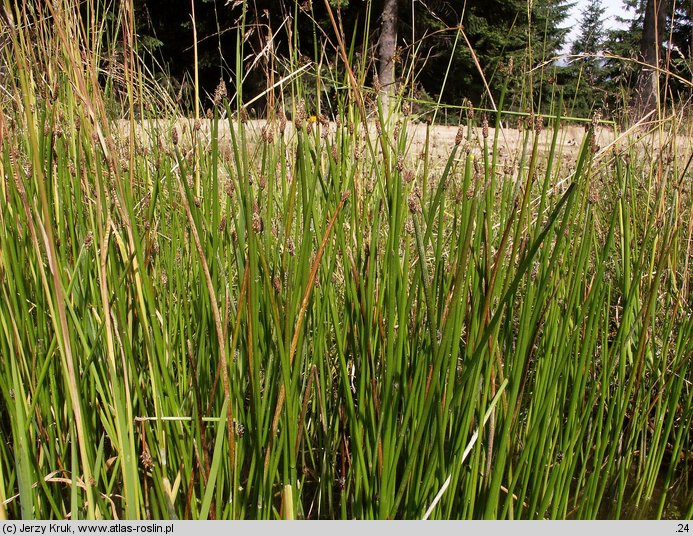 Eleocharis austriaca (ponikło austriackie)