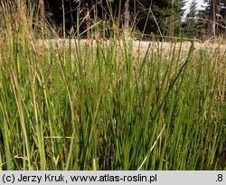 Eleocharis austriaca (ponikło austriackie)