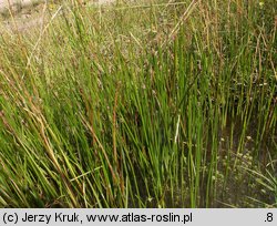 Eleocharis austriaca (ponikło austriackie)