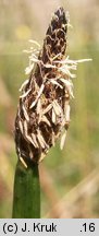 Eleocharis austriaca (ponikło austriackie)