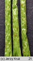 Eleocharis austriaca (ponikło austriackie)