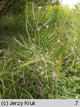 Epilobium parviflorum (wierzbownica drobnokwiatowa)