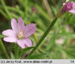 Epilobium parviflorum (wierzbownica drobnokwiatowa)