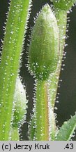 Epilobium parviflorum (wierzbownica drobnokwiatowa)