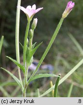 Epilobium parviflorum (wierzbownica drobnokwiatowa)