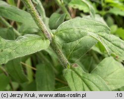 Epilobium parviflorum (wierzbownica drobnokwiatowa)