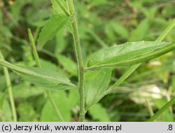 Epilobium parviflorum (wierzbownica drobnokwiatowa)