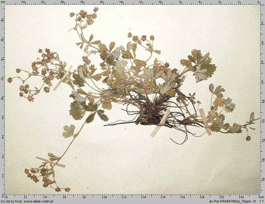 Potentilla silesiaca (pięciornik śląski)