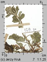 Potentilla silesiaca (pięciornik śląski)