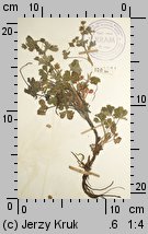 Potentilla silesiaca (pięciornik śląski)