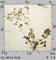 Potentilla silesiaca (pięciornik śląski)