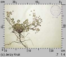 Potentilla demissa (pięciornik mały)