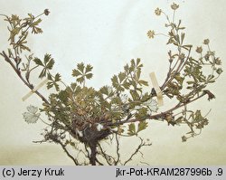 Potentilla demissa (pięciornik mały)