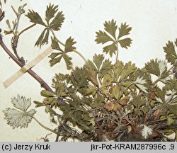 Potentilla demissa (pięciornik mały)