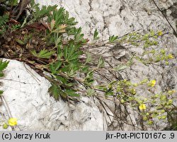 Potentilla thyrsiflora (pięciornik rozpierzchłokwiatowy)