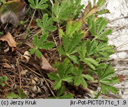 Potentilla thyrsiflora (pięciornik rozpierzchłokwiatowy)