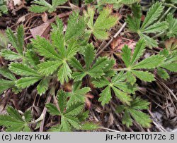 Potentilla thyrsiflora (pięciornik rozpierzchłokwiatowy)