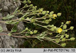 Potentilla thyrsiflora (pięciornik rozpierzchłokwiatowy)