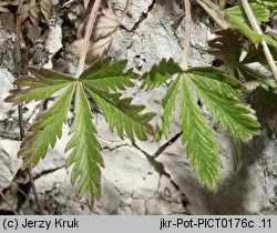 Potentilla thyrsiflora (pięciornik rozpierzchłokwiatowy)