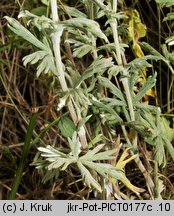 Potentilla impolita (pięciornik wygładzony)