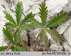 Potentilla thyrsiflora (pięciornik rozpierzchłokwiatowy)