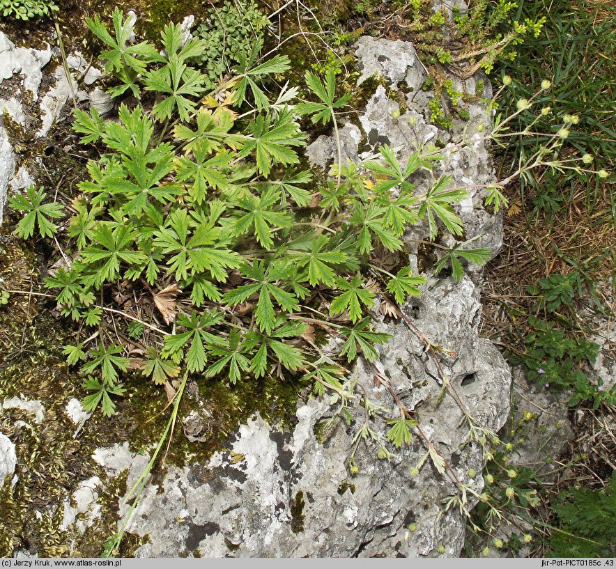 Potentilla wimanniana (pięciornik Wimanna)