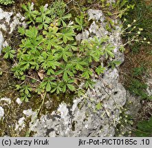 Potentilla wimanniana (pięciornik Wimanna)