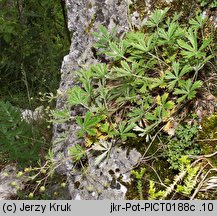 Potentilla wimanniana (pięciornik Wimanna)