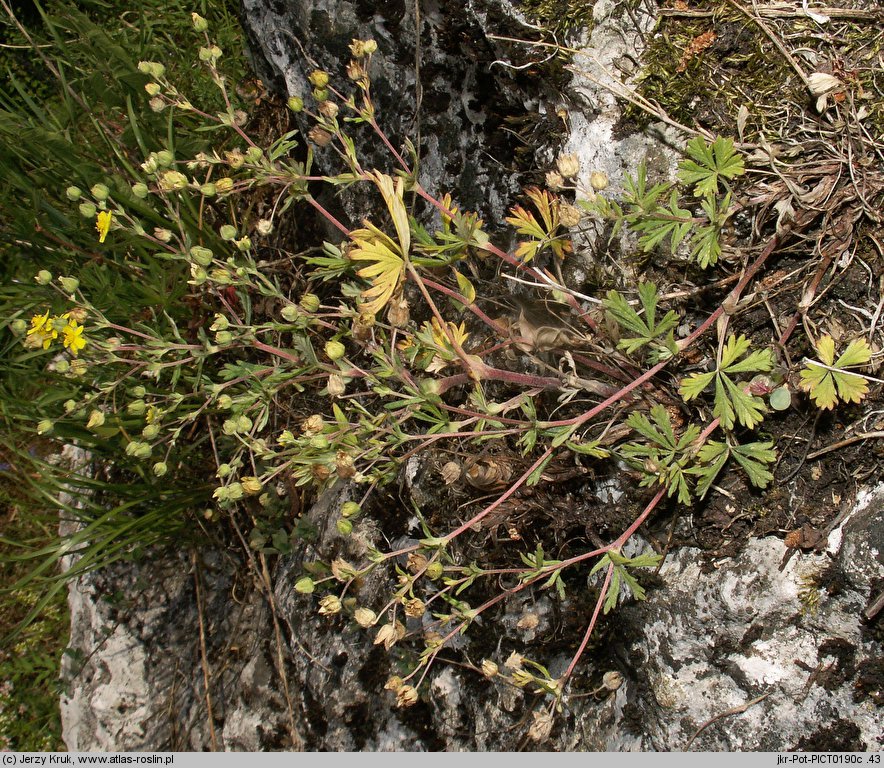 Potentilla collina s. str. (pięciornik pagórkowy)