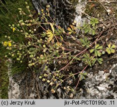 Potentilla collina s. str. (pięciornik pagórkowy)