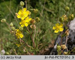 Potentilla collina s. str. (pięciornik pagórkowy)