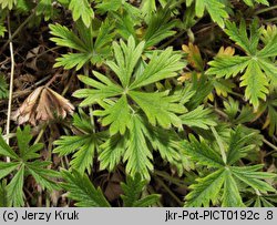 Potentilla wimanniana (pięciornik Wimanna)