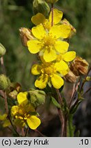 Potentilla collina s. str. (pięciornik pagórkowy)