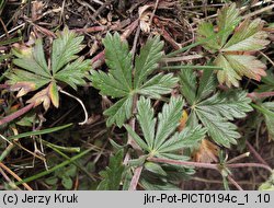 Potentilla wimanniana (pięciornik Wimanna)