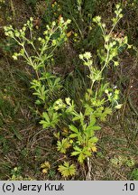 Potentilla intermedia (pięciornik pośredni)