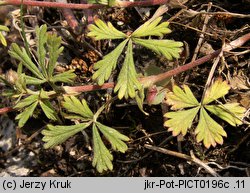 Potentilla collina s. str. (pięciornik pagórkowy)