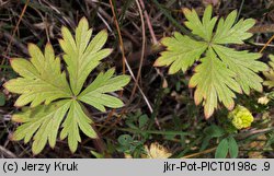 Potentilla intermedia (pięciornik pośredni)