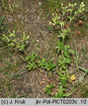 Potentilla intermedia (pięciornik pośredni)