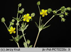 Potentilla intermedia (pięciornik pośredni)