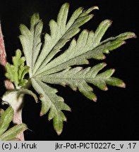 Potentilla impolita (pięciornik wygładzony)