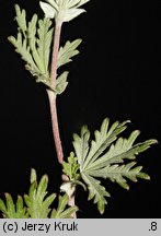 Potentilla impolita (pięciornik wygładzony)