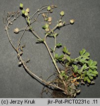 Potentilla leucopolitana (pięciornik jedwabisty)