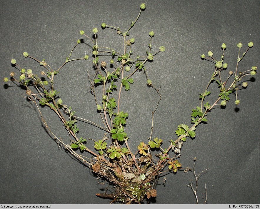 Potentilla leucopolitana (pięciornik jedwabisty)