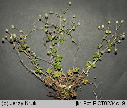 Potentilla leucopolitana (pięciornik jedwabisty)