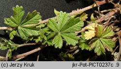 Potentilla leucopolitana (pięciornik jedwabisty)