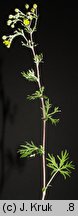 Potentilla tenuiloba (pięciornik wąskolistkowy)