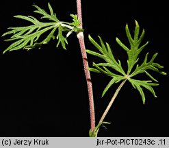 Potentilla tenuiloba (pięciornik wąskolistkowy)